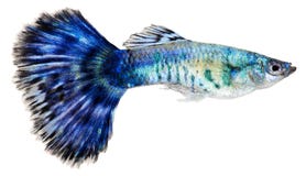 Pesci blu del guppy. Reticulata di Poecilia immagini stock Pesci blu del guppy. Reticulata di Poecilia immagini stock