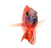 Pesci di cichlid rossi, pesci rossi vermigli del pavone fotografia stock Pesci di cichlid rossi, pesci rossi vermigli del pavone fotografia stock