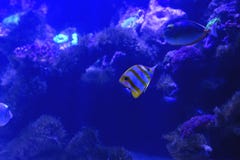 Pesci nell'acquario immagine stock libera da diritti Pesci nell'acquario immagine stock libera da diritti