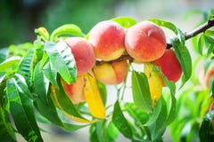 Pesco con la crescita di frutti nel giardino frutteto della pesca immagini stock Pesco con la crescita di frutti nel giardino frutteto della pesca immagini stock