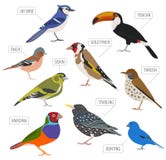 Pet birds collection, breeds icon set flat style isolated on wh Royalty Free Stock Photo Pet birds collection, breeds icon set flat style isolated on wh Royalty Free Stock Photo