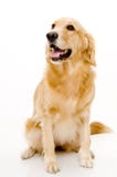 Pet Dog royalty free stock photography Pet Dog royalty free stock photography