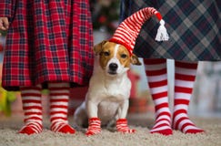 Girl child celebrates Christmas with dog royalty free stock photos Girl child celebrates Christmas with dog royalty free stock photos