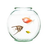 Pet Fish In Round Bowl Royalty Free Stock Photography Pet Fish In Round Bowl Royalty Free Stock Photography