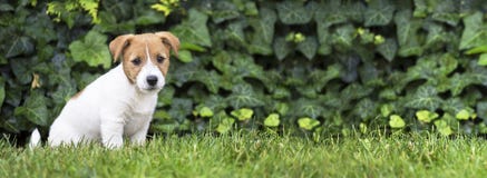 Pet тренировка, концепция повиновению - поднимите усаживание домкратом щенка собаки Рассела стоковое фото rf Pet тренировка, концепция повиновению - поднимите усаживание домкратом щенка собаки Рассела стоковое фото rf