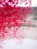 Petalo di Rosa preso nel vento fotografia stock Petalo di Rosa preso nel vento fotografia stock