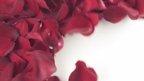 Petals of red roses to the wind blows white background slow motion stock footage video stock video Petals of red roses to the wind blows white background slow motion stock footage video stock video