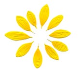 Petals of a sunflower Stock Photo Petals of a sunflower Stock Photo