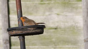 Petirrojo europeo (rubecula del Erithacus) Petirrojo europeo (rubecula del Erithacus)