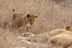 Petit animal de lion marchant vers la mère dans les prairies sur Masai Mara, Kenya Afrique images libres de droits Petit animal de lion marchant vers la mère dans les prairies sur Masai Mara, Kenya Afrique images libres de droits