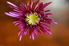 Petit aster de Nouvelle Angleterre rose photographie stock libre de droits Petit aster de Nouvelle Angleterre rose photographie stock libre de droits