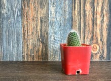 Petit cactus dans le pot sur l'étagère pour la décoration à la maison Image stock Petit cactus dans le pot sur l'étagère pour la décoration à la maison Image stock