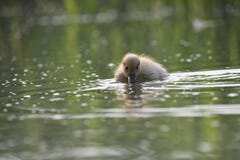 Petit canard explorant le monde Photos stock Petit canard explorant le monde Photos stock