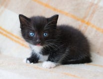 Petit Chaton Pelucheux Noir Avec Des Yeux Bleus Regardant L Effroi Photo Stock Image Du Minou Reconfortant 3552 Petit Chaton Pelucheux Noir Avec Des Yeux Bleus Regardant L Effroi Photo Stock Image Du Minou Reconfortant 3552