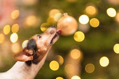 Petit chien mignon de Jack Russell Terrier avec le nez et la langue à l'arbre de Noël à une boule au réveillon de Noël photo stock Petit chien mignon de Jack Russell Terrier avec le nez et la langue à l'arbre de Noël à une boule au réveillon de Noël photo stock