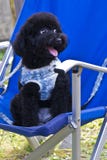 Petit chien noir sur une chaise Image stock Petit chien noir sur une chaise Image stock