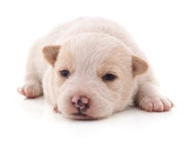 petit chiot blanc images stock petit chiot blanc images stock