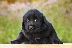 Petit chiot noir triste photographie stock Petit chiot noir triste photographie stock