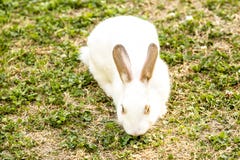 Petit cuniculus blanc mignon d'Oryctolagus de lapin se reposant sur l'herbe verte images libres de droits Petit cuniculus blanc mignon d'Oryctolagus de lapin se reposant sur l'herbe verte images libres de droits
