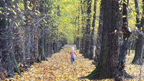 Petit enfant heureux de cheveux blonds tenant une feuille jaune fonctionnant en nature d'automne banque de vidéos Petit enfant heureux de cheveux blonds tenant une feuille jaune fonctionnant en nature d'automne banque de vidéos