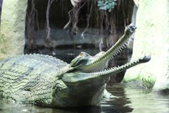 Petit groupe d'Indien de Gavial photo stock Petit groupe d'Indien de Gavial photo stock