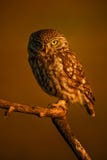 Petit hibou - noctua d'Athene image libre de droits Petit hibou - noctua d'Athene image libre de droits