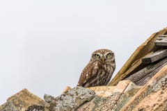 Petit hibou sur un toit de maison image libre de droits Petit hibou sur un toit de maison image libre de droits