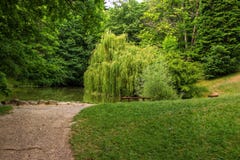Petit lac avec le saule pleurant photographie stock Petit lac avec le saule pleurant photographie stock