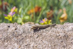Petit lézard photo stock Petit lézard photo stock
