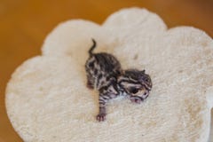 Petit minou doux du Bengale Photo stock Petit minou doux du Bengale Photo stock
