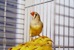 Petit oiseau de Zèbre-pinson se reposant sur un panier dans une cage Images stock Petit oiseau de Zèbre-pinson se reposant sur un panier dans une cage Images stock
