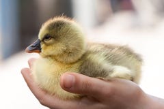 Petit oison domestique mignon dans la main humaine image libre de droits Petit oison domestique mignon dans la main humaine image libre de droits