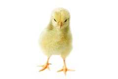 Petit poulet pelucheux photo stock Petit poulet pelucheux photo stock