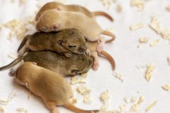 Petit sommeil mignon de bébés de souris blotti ensemble Billet de banque remodelé nouvelle par libération du dollar photo libre de droits Petit sommeil mignon de bébés de souris blotti ensemble Billet de banque remodelé nouvelle par libération du dollar photo libre de droits