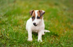 Petit sourire junior de terrier de Jack Russell dans l'herbe image stock Petit sourire junior de terrier de Jack Russell dans l'herbe image stock