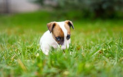 Petit terrier junior de Jack Russell se reposant dans l'herbe images stock Petit terrier junior de Jack Russell se reposant dans l'herbe images stock