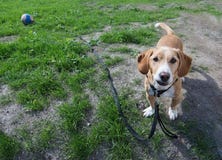 Petit type mignon de drever de chien image libre de droits Petit type mignon de drever de chien image libre de droits