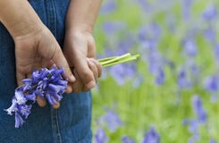 Petite fille avec un groupe de Bluebells images libres de droits Petite fille avec un groupe de Bluebells images libres de droits