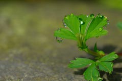 Petite usine verte avec des baisses de l'eau sur une pierre image libre de droits Petite usine verte avec des baisses de l'eau sur une pierre image libre de droits