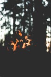 Petites flammes du feu brûlant dans une forêt photos stock Petites flammes du feu brûlant dans une forêt photos stock