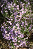 Petites fleurs d'Astra de jardin image libre de droits Petites fleurs d'Astra de jardin image libre de droits