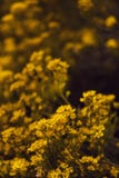 Petites fleurs jaunes de temps de saxatilis d'aurinia au printemps Image libre de droits Petites fleurs jaunes de temps de saxatilis d'aurinia au printemps Image libre de droits