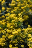 Petites fleurs jaunes de temps de saxatilis d'aurinia au printemps Photographie stock libre de droits Petites fleurs jaunes de temps de saxatilis d'aurinia au printemps Photographie stock libre de droits
