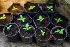 petites jeunes plantes Photo libre de droits petites jeunes plantes Photo libre de droits