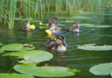 Petits canards images libres de droits Petits canards images libres de droits