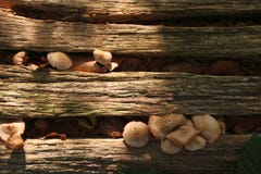Petits champignons s'élevant en fissures de tronc d'arbre photo stock Petits champignons s'élevant en fissures de tronc d'arbre photo stock