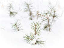 Petits pins sous la neige images libres de droits Petits pins sous la neige images libres de droits