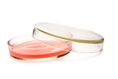 Petri Cup Stock Photo Petri Cup Stock Photo