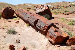 Petrified Forest Stock Photo Petrified Forest Stock Photo