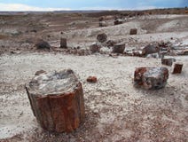 Petrified wood logs scattered across landscape, Petrified Forest National Park, Arizona, USA Royalty Free Stock Photo Petrified wood logs scattered across landscape, Petrified Forest National Park, Arizona, USA Royalty Free Stock Photo
